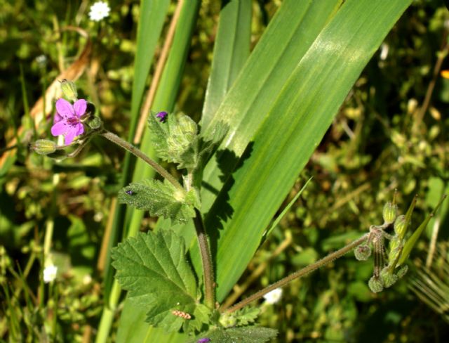 Erodium sp.